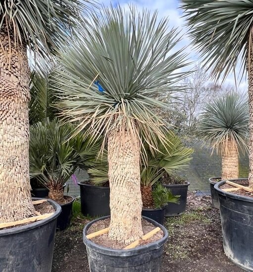 Yucca rostrata