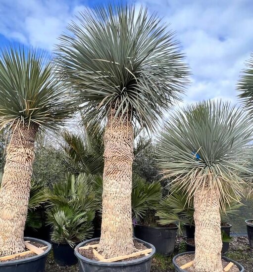 Yucca rostrata