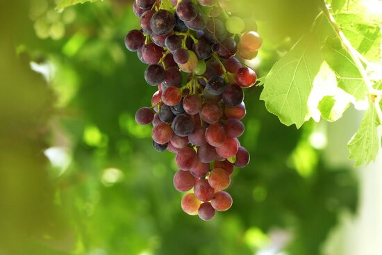 Vitis Vanessa