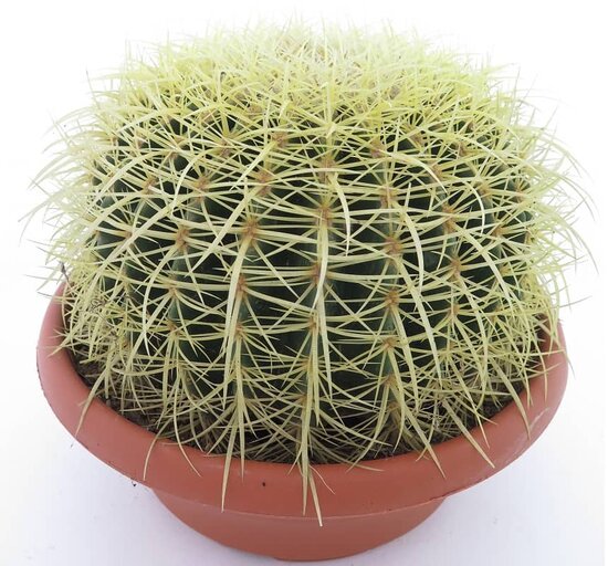 Echinocactus grusonii