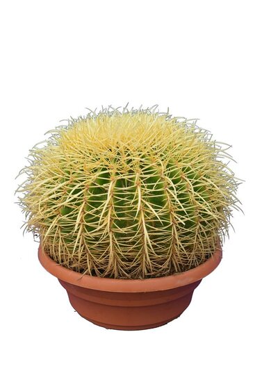 Echinocactus grusonii - schoonmoedersstoel