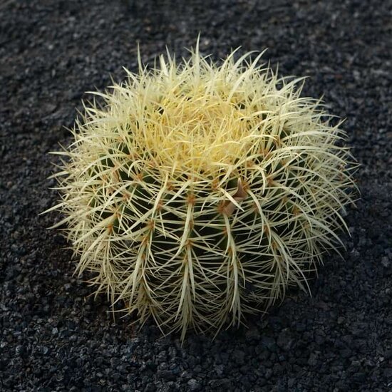 Echinocactus grusonii - schoonmoedersstoel