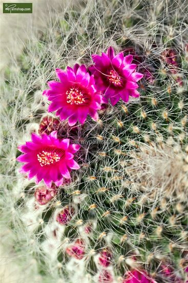 Echinocactus grusonii - schoonmoedersstoel