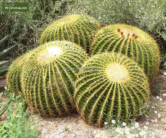 Echinocactus grusonii - schoonmoedersstoel