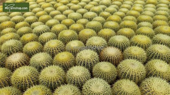 Echinocactus grusonii - schoonmoedersstoel