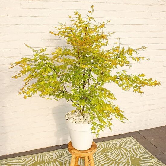 Acer palmatum Orange Lace