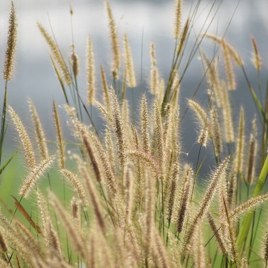 Pennisetum alopecuroides Hameln gold