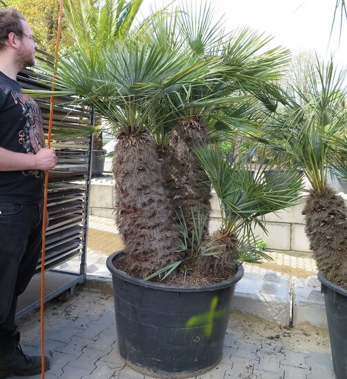 Chamaerops humilis Cerifera