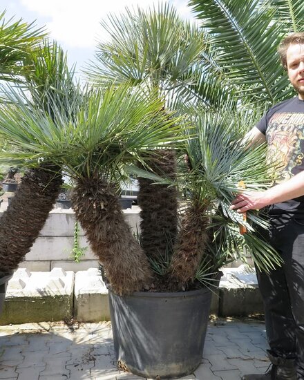 Chamaerops humilis Cerifera - Stammumfang 70-80 cm - Stamm 110-120 cm - Gesamth&ouml;he 220+ cm - Topf &Oslash; 70 cm [Palette]