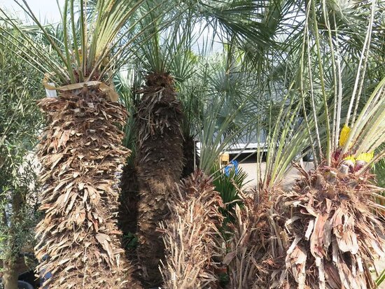 Chamaerops humilis Cerifera - Stamm 100+ cm - Gesamth&ouml;he 250+ cm - Topf &Oslash; 115 cm [Palette]