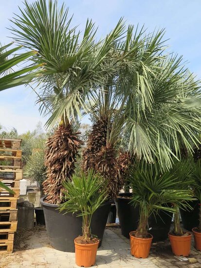 Chamaerops humilis Cerifera - Stamm 100+ cm - Gesamth&ouml;he 250+ cm - Topf &Oslash; 115 cm [Palette]