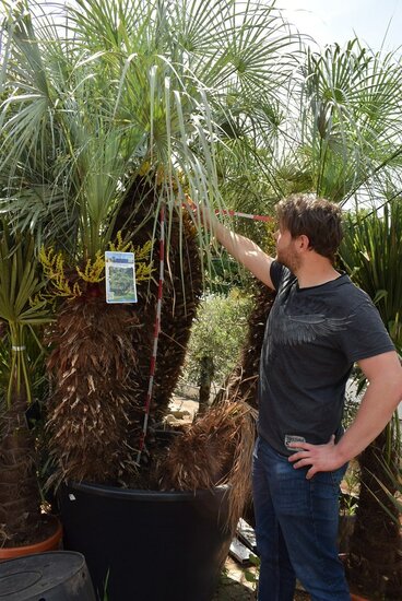 Chamaerops humilis Cerifera - Stamm 100+ cm - Gesamth&ouml;he 250+ cm - Topf &Oslash; 115 cm [Palette]