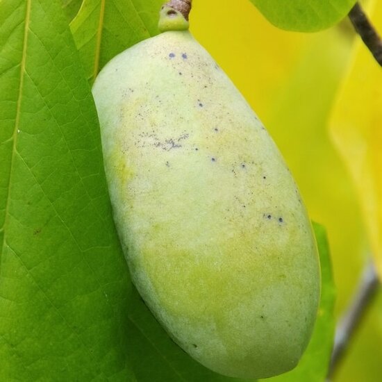 Asimina triloba Mango