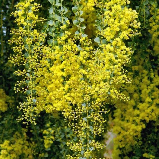 Acacia pravissima