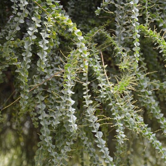 Acacia pravissima