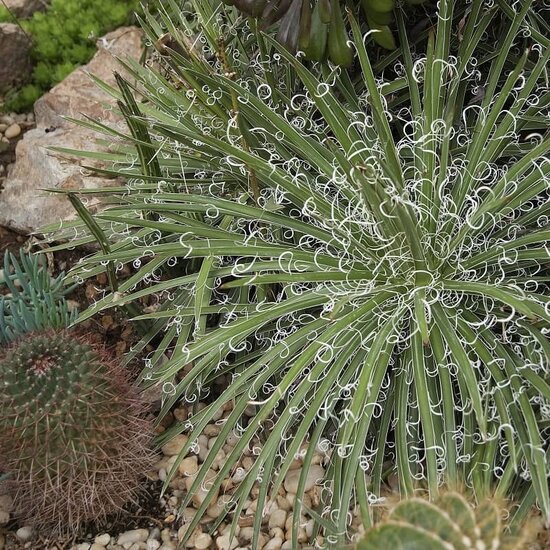 Agave geminiflora