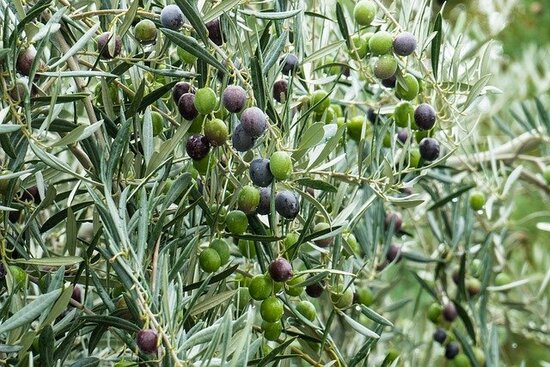 Olea europaea - Kugel auf Stamm - Stammh&ouml;he 60-80 cm - Stammumfang 8-12 cm - Topf &Oslash; 26 cm