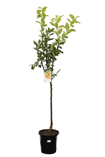 Diospyros kaki - Gesamth&ouml;he 120-140 cm - Topf &Oslash; 28 cm