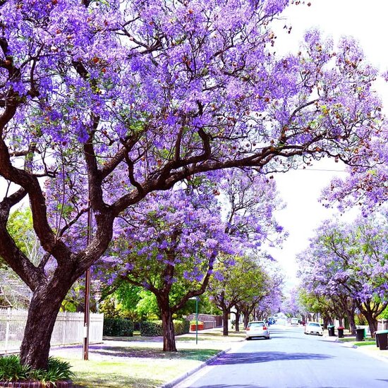 Jacaranda mimosifolia - Topf &Oslash; 32 cm [Palette]