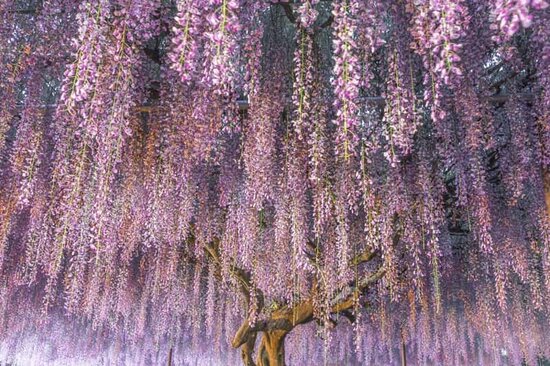 Wisteria sinensis