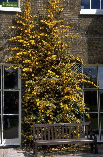 Fremontodendron California Glory - Topf &Oslash; 21 cm