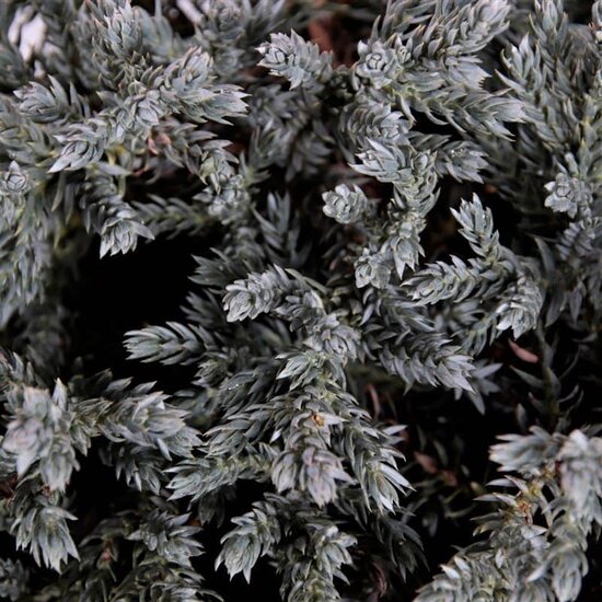 Juniperus squamata Tropical Blue