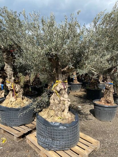 Olea europaea - trunk circumference 120-140 cm