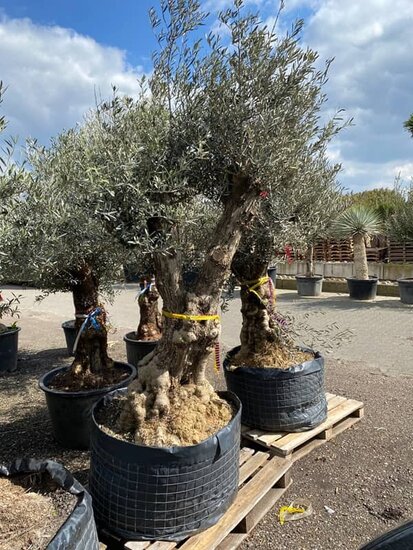 Olea europaea - Stammumfang 120-140 cm [Palette]