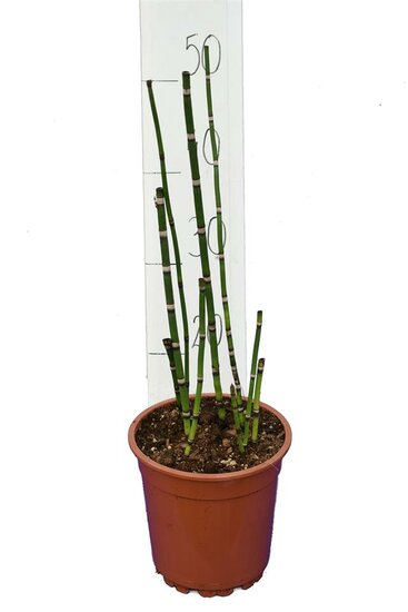 Equisetum japonicum