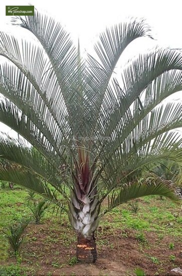 Dypsis decaryi - Topf &Oslash; 40 cm [Palette]