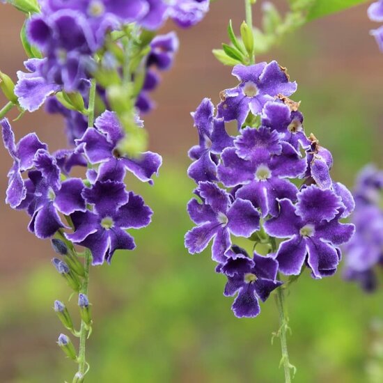 Duranta erecta