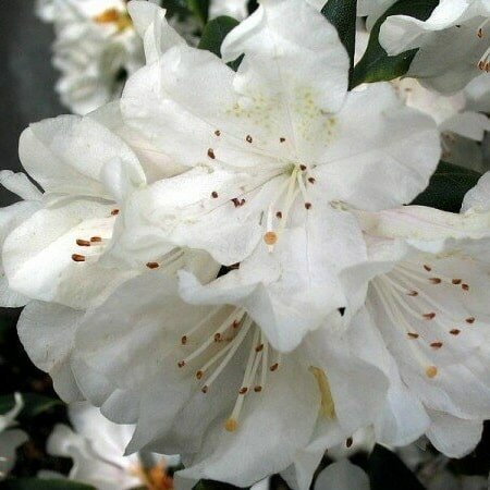 Rhododendron Cunningham&#039;s White