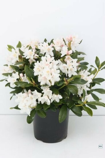 Rhododendron Cunningham&#039;s White