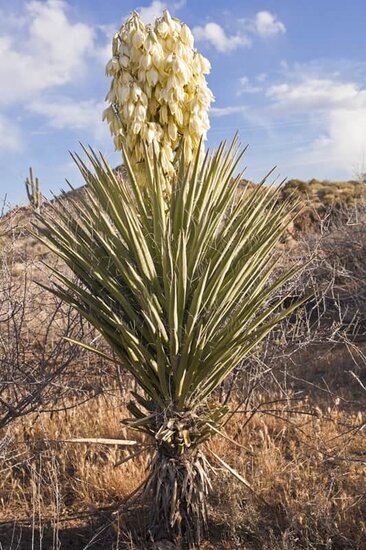 Yucca baccata - Topf &Oslash; 38 cm