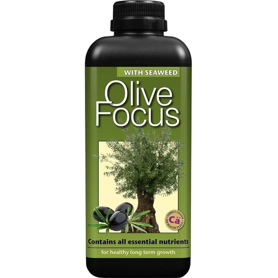 Olive focus 1000 ml