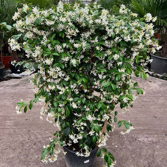 Trachelospermum jasminoides - Spalier - Topf &Oslash; 40 cm [Palette]