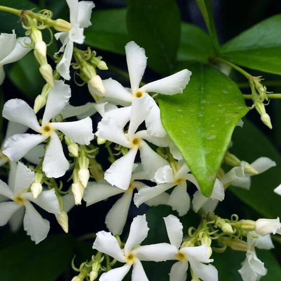 Trachelospermum jasminoides