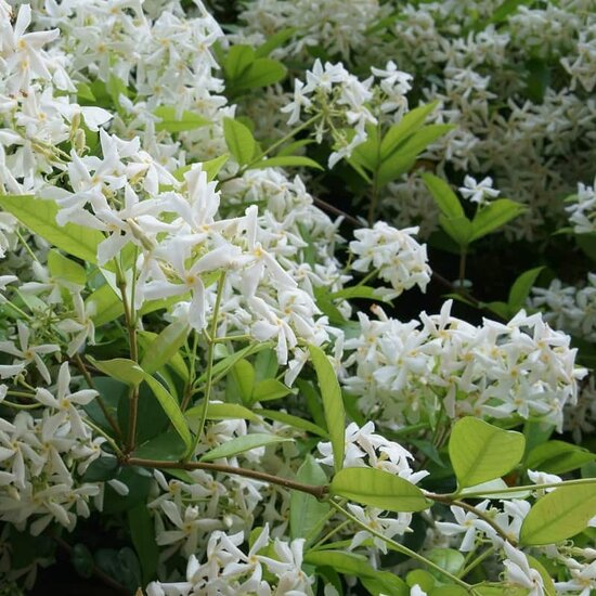 Trachelospermum jasminoides