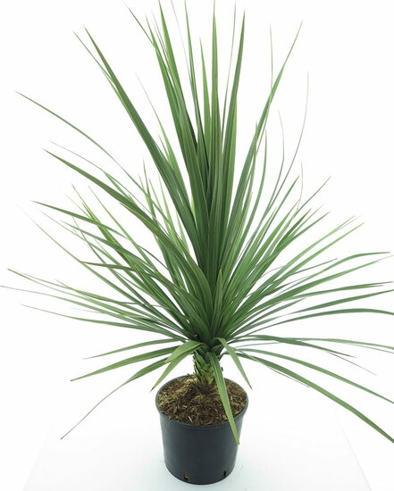 Cordyline australis - Topf &Oslash; 26 cm