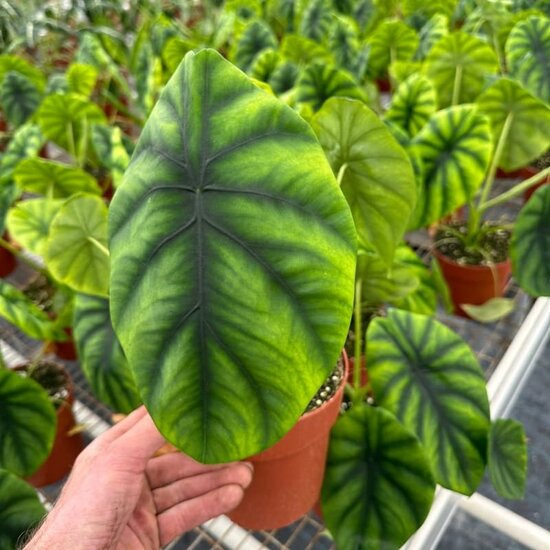 Alocasia clypeolata Green Shield