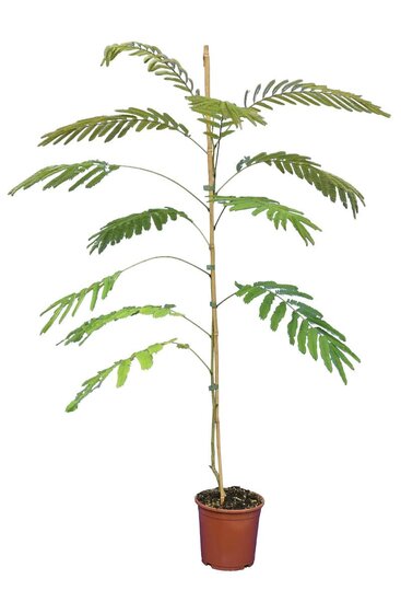 Albizia julibrissin Ombrella Boubri - Gesamth&ouml;he 80+ cm - Topf &Oslash; 17 cm