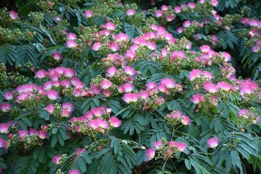 Albizia julibrissin Ombrella Boubri - Gesamth&ouml;he 80+ cm - Topf &Oslash; 17 cm