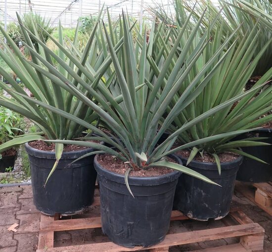 Yucca faxoniana