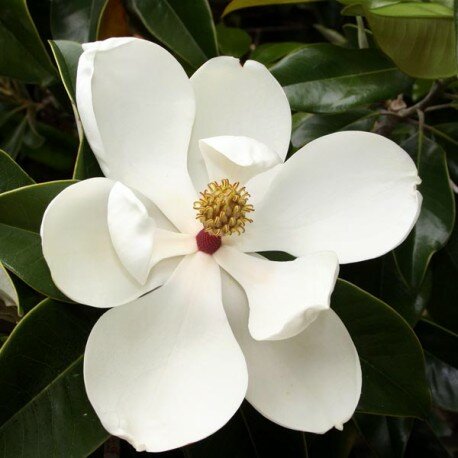 Magnolia grandiflora Gallisoniensis - Topf &Oslash; 26 cm