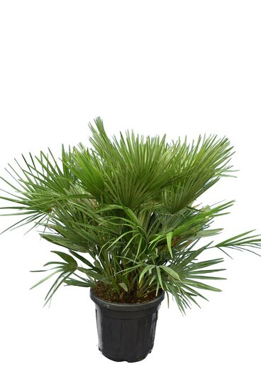 Chamaerops humilis Vulcano - Gesamth&ouml;he 80-100 cm - Topf &Oslash; 40 cm