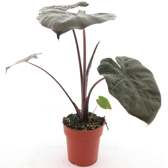 Alocasia sarawakensis Yucatan princess