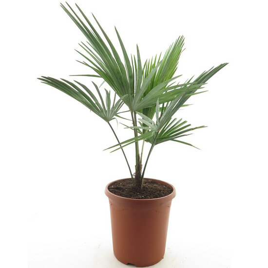 Trachycarpus princeps New Form