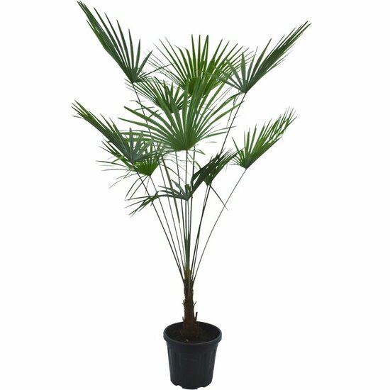 Trachycarpus princeps New Form