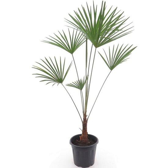 Trachycarpus princeps New Form