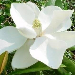 Magnolia grandiflora - Topf &Oslash; 80 cm